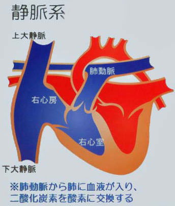 静脈系統図