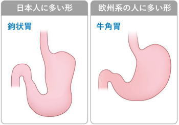 胃の比較