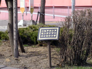 ニセアカシヤと表示の看板1