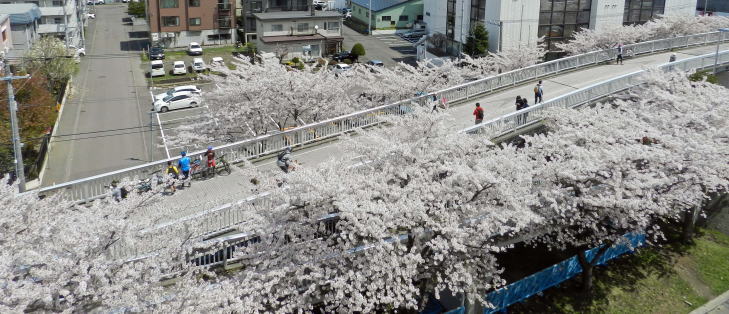 満開の染井吉野