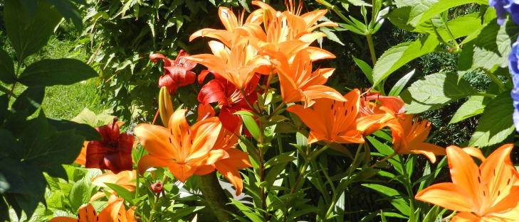 百合の花
